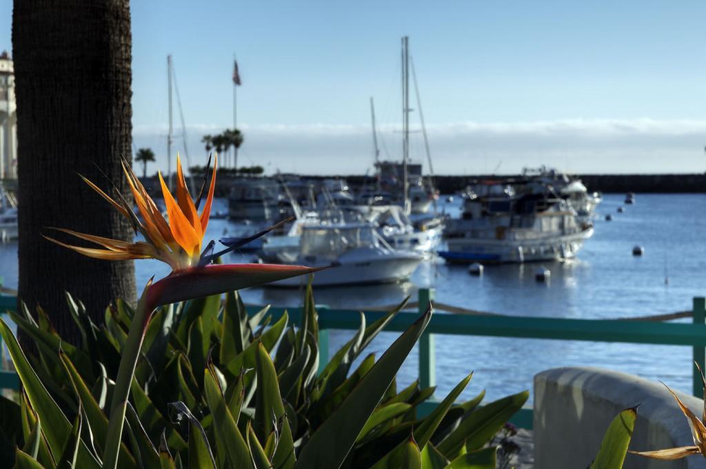 The Avalon Hotel In Catalina Island Экстерьер фото